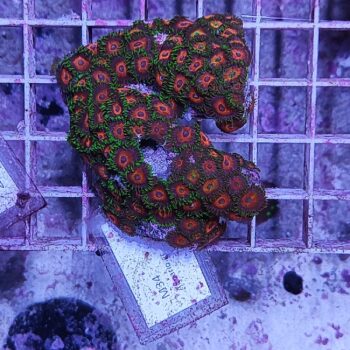 Zoanthus M34 (64111) - Frags
