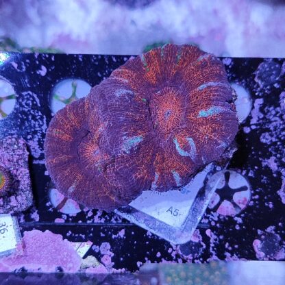 Acanthastrea maxima A5 (41316)