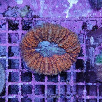 Lobophyllia A34 (37793)