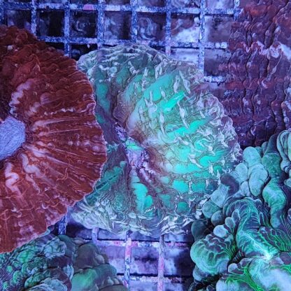 Indophyllia macassarensis (37110)