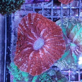 Indophyllia macassarensis (37099)