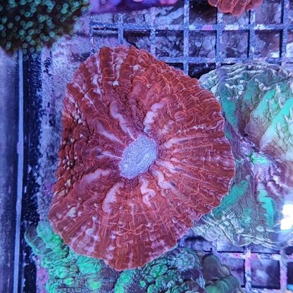 Indophyllia macassarensis (37099)