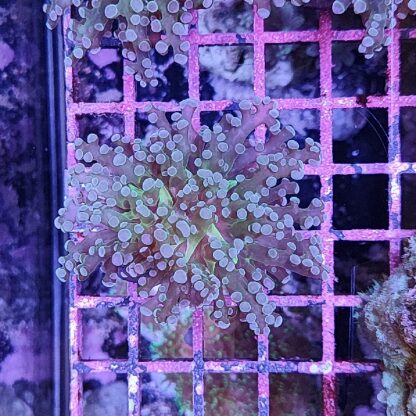 Euphyllia paradivisa D18 - Frags