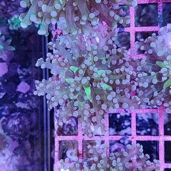 Euphyllia paradivisa A580 - Frags