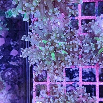 Euphyllia paradivisa A580