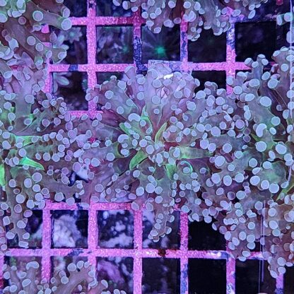 Euphyllia paradivisa B572 - Frags