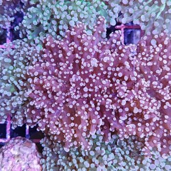 Euphyllia paradivisa 50