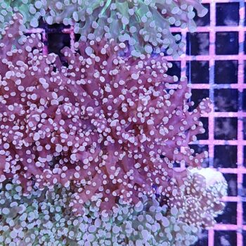 Euphyllia paradivisa D74