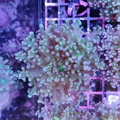 Euphyllia paradivisa E87