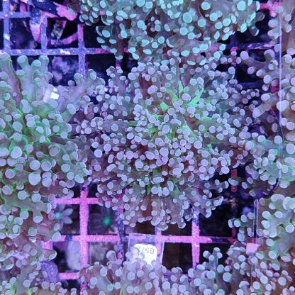 Euphyllia paradivisa 40