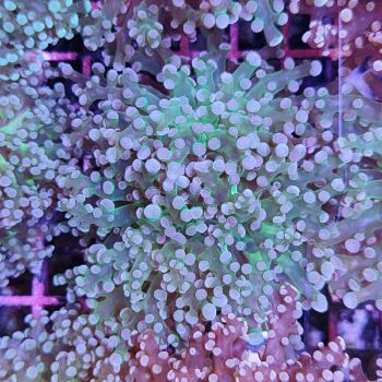 Euphyllia paradivisa 49