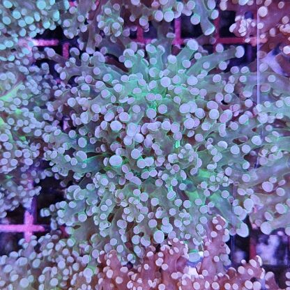Euphyllia paradivisa 49