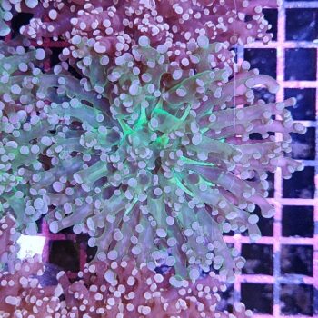 Euphyllia paradivisa 17