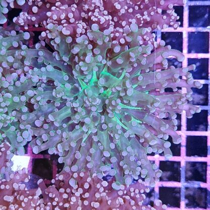 Euphyllia paradivisa 17