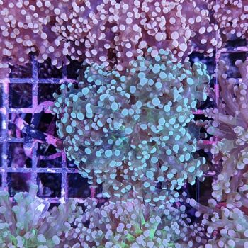 Euphyllia paradivisa 9