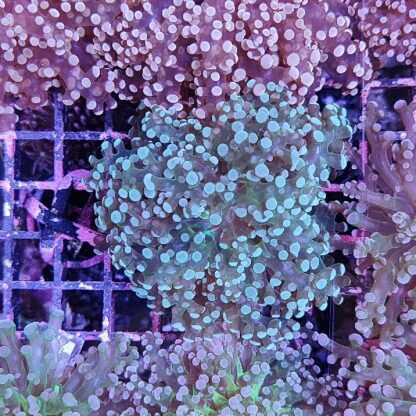Euphyllia paradivisa 9
