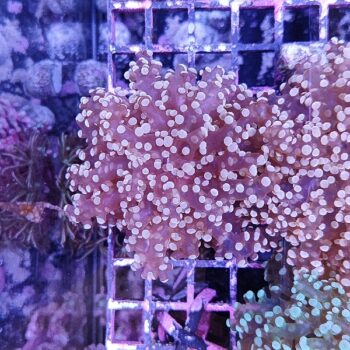 Euphyllia paradivisa 2