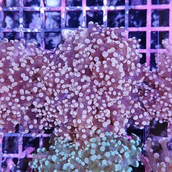 Euphyllia paradivisa 6 - Frags