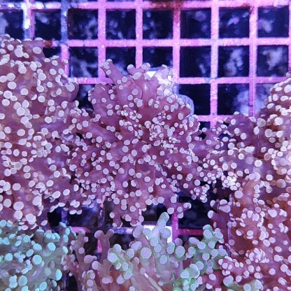 Euphyllia paradivisa 16