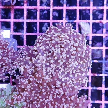 Euphyllia paradivisa 20