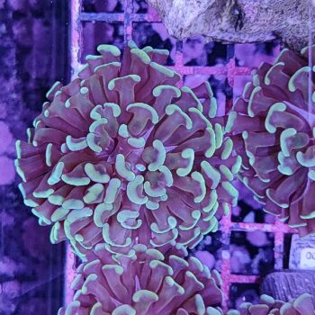 Euphyllia paraancora B549 - Frags