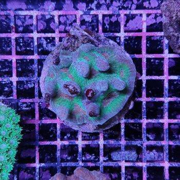 Pectinia 1 (37194)