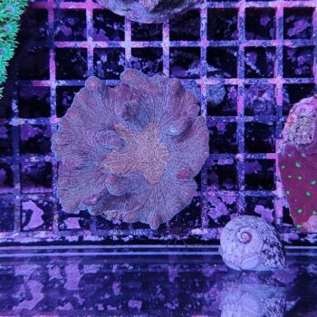 Pectinia 2 (37194)