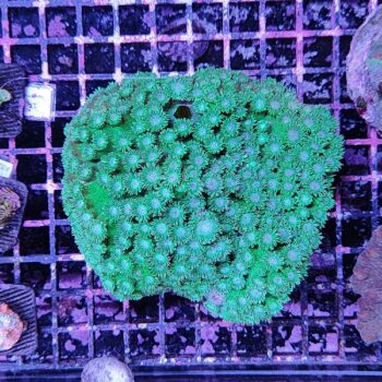 Turbinaria peltata (37146)