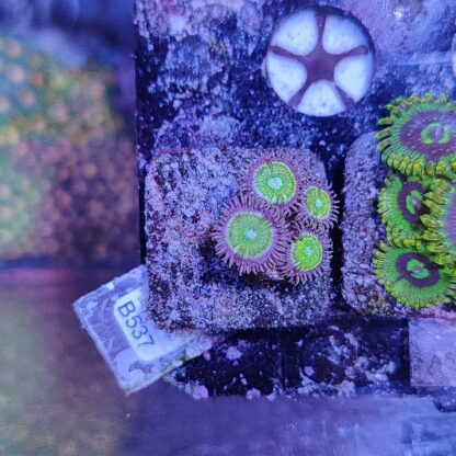 Zoanthus B537