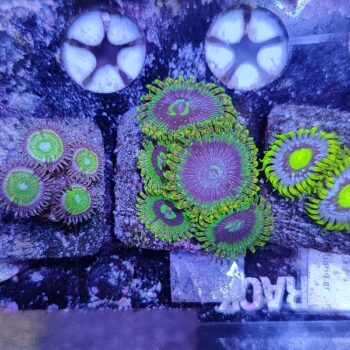 Zoanthus A595