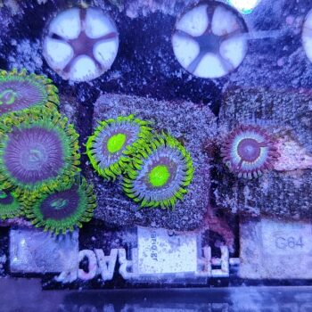 Zoanthus 37