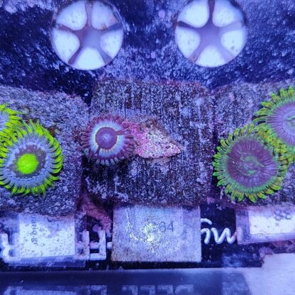 Zoanthus G64