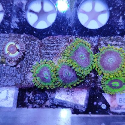 Zoanthus 34