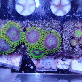 Zoanthus B573