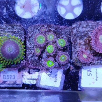 Zoanthus 42