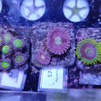 Zoanthus 57