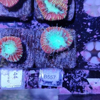 Favia B557