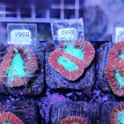 Favia B562