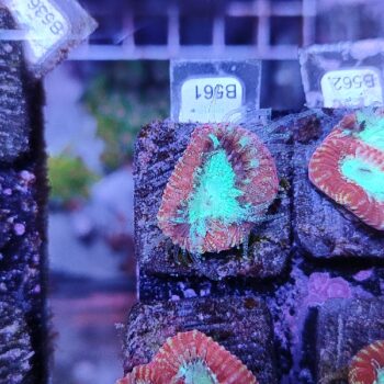 Favia B561