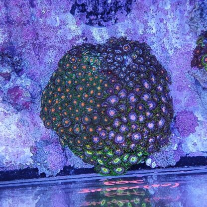 Zoanthus A9 (34404)