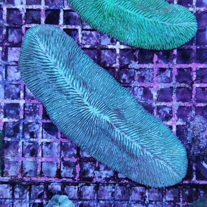 Herpolitha limax 2 (30239)