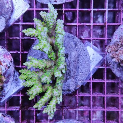 Acropora Μ26 (47200)
