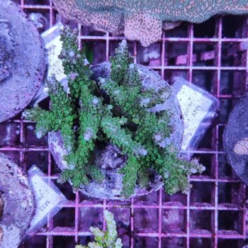 Acropora Μ16 (47176)