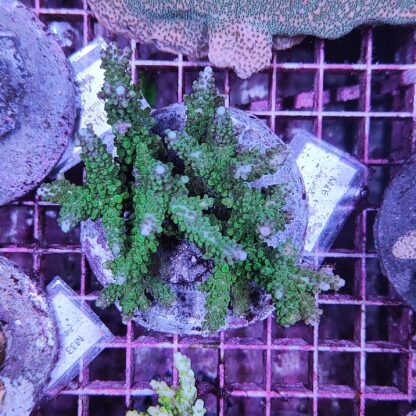 Acropora Μ16 (47176)