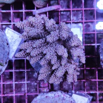 Acropora Μ44 (47149)
