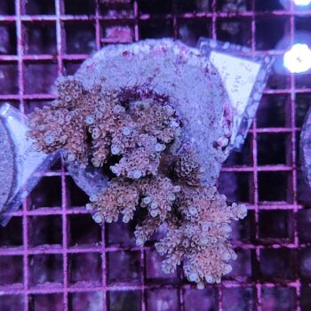 Acropora Μ35 (46954)
