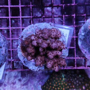 Acropora Μ6 (47097)