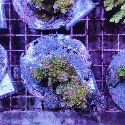 Acropora Μ28 (47179)