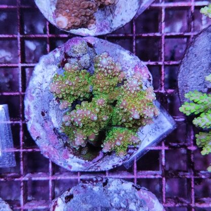 Acropora Μ24 (46957)