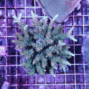 Acropora D45 (41184)